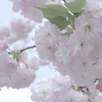 东莞福瑞交流群